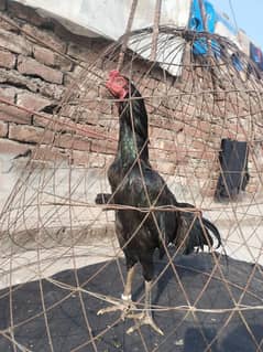 Aseel thai 8 months hen for sale