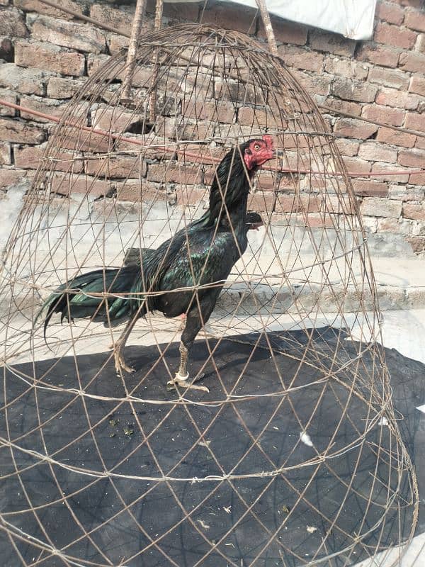 Aseel thai 8 months hen for sale 2