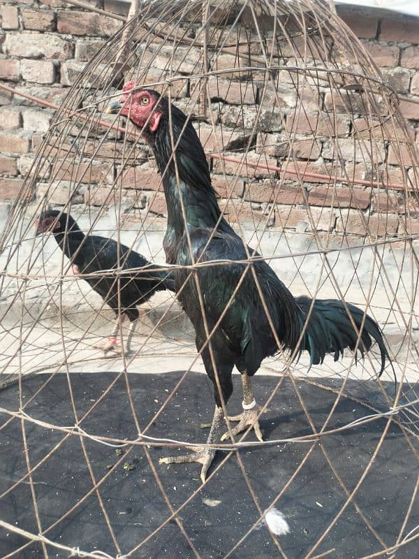 Aseel thai 8 months hen for sale 4