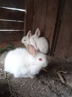 Rabbits for sale