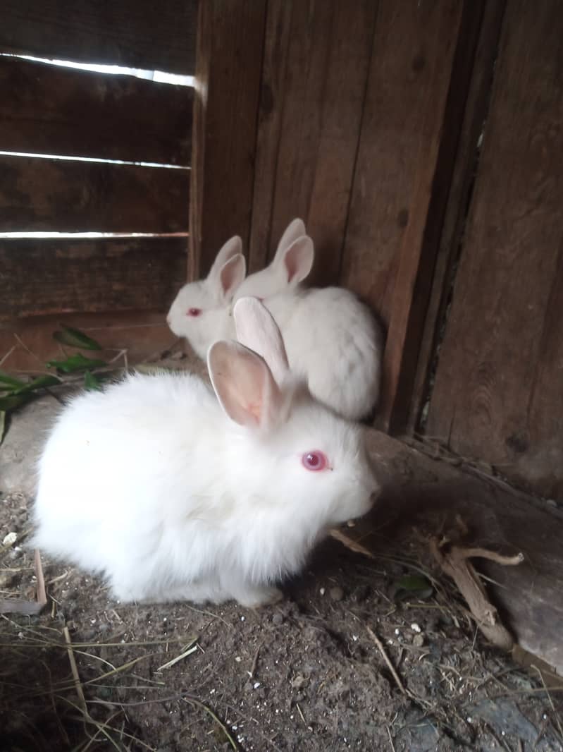 Rabbits for sale 0