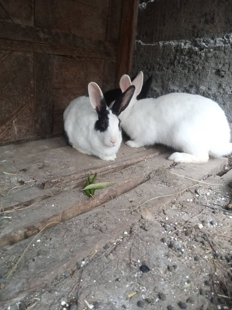 Rabbits for sale 1