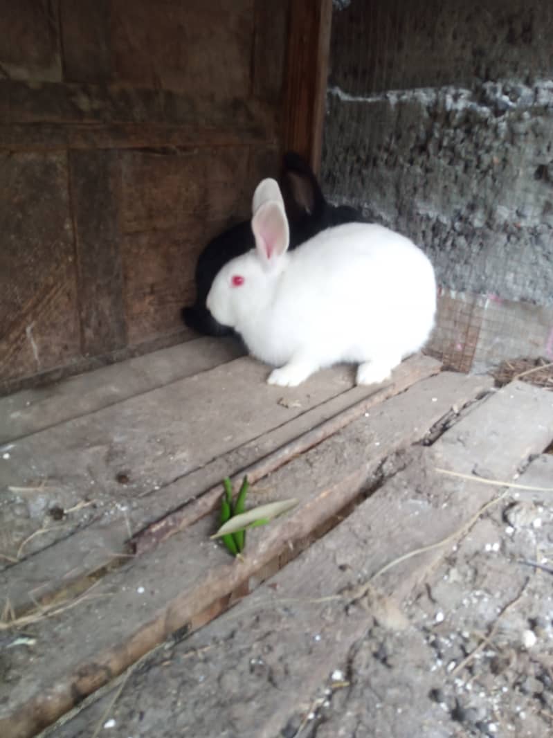 Rabbits for sale 2