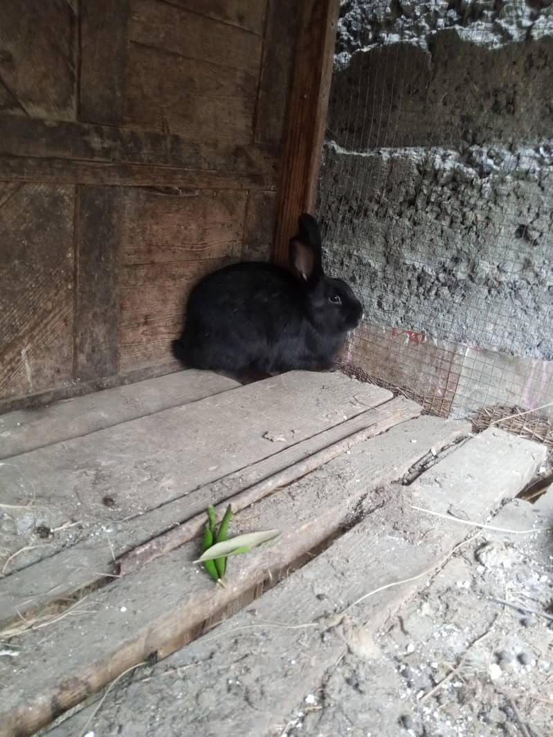 Rabbits for sale 3