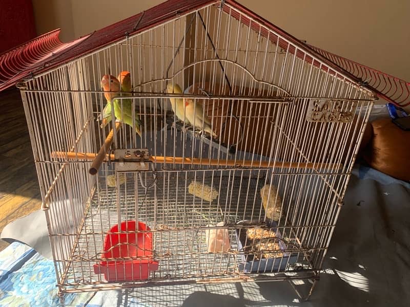 LOVE BIRDS AND FISHER PAIR WITH CAGE FULL SETUP 0