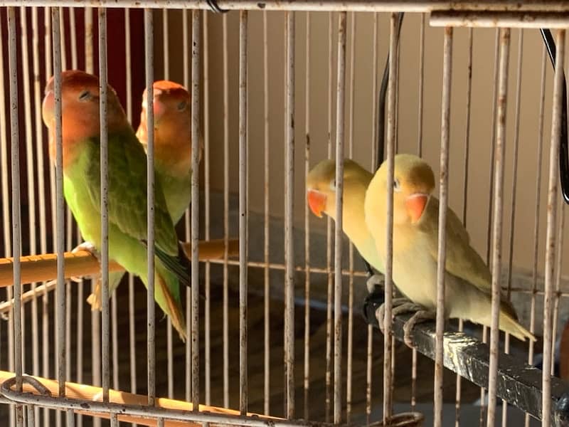 LOVE BIRDS AND FISHER PAIR WITH CAGE FULL SETUP 1