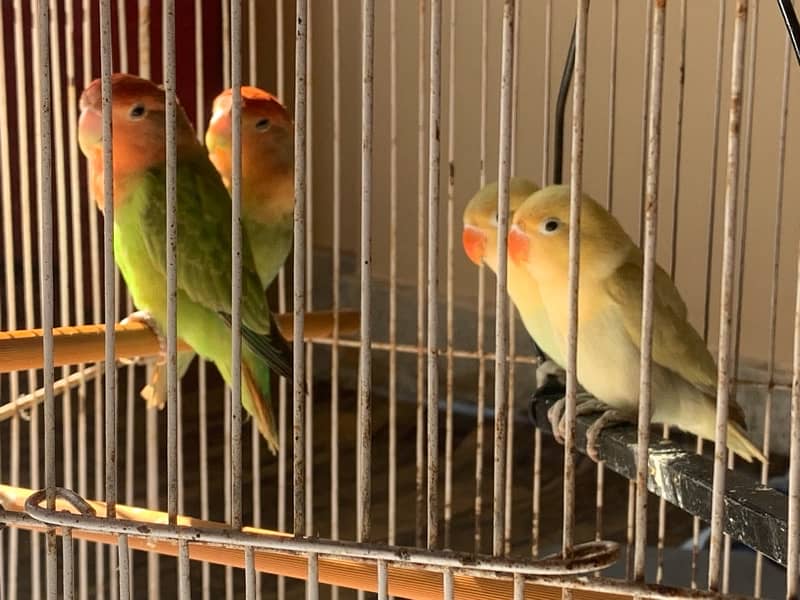 LOVE BIRDS AND FISHER PAIR WITH CAGE FULL SETUP 2