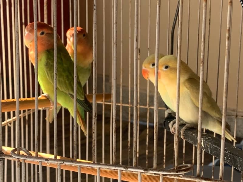 LOVE BIRDS AND FISHER PAIR WITH CAGE FULL SETUP 3