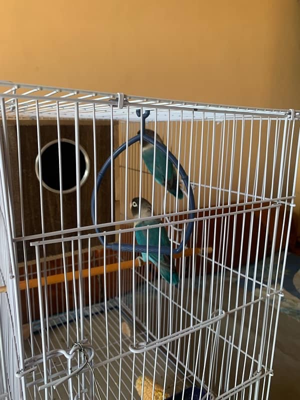 LOVE BIRDS AND FISHER PAIR WITH CAGE FULL SETUP 5