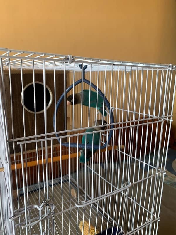 LOVE BIRDS AND FISHER PAIR WITH CAGE FULL SETUP 6