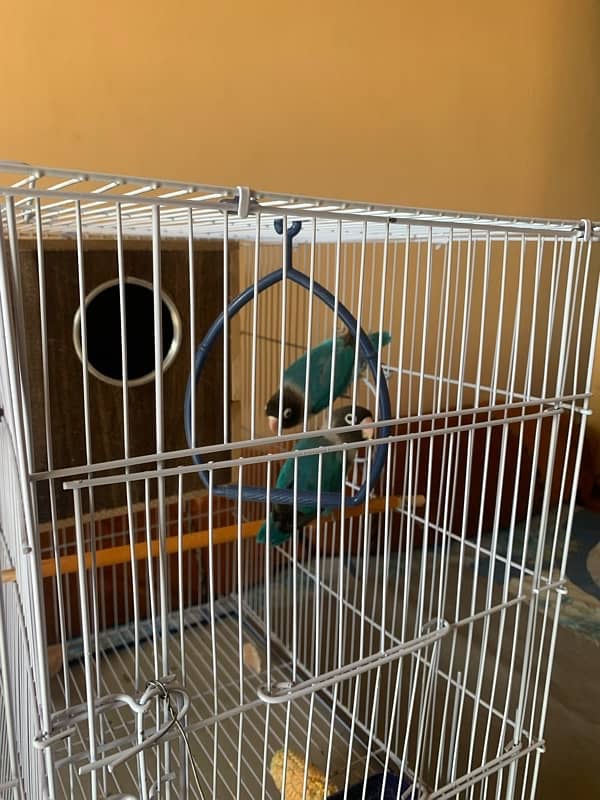 LOVE BIRDS AND FISHER PAIR WITH CAGE FULL SETUP 7