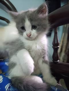 Persian kitten, double coated,pair,40days