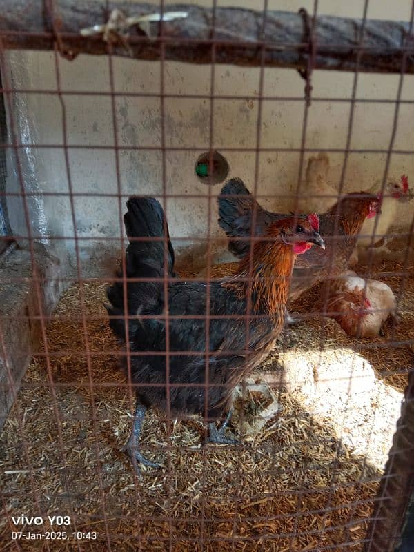 EGG LAYING HEN 7 MONTH AGE HEALTHY HEN AND MALE ALSO AVAILABLE 0