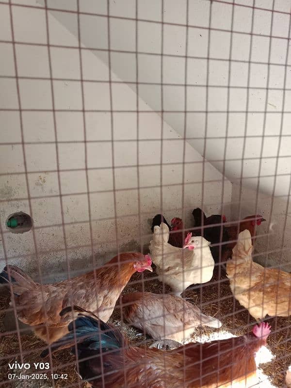 EGG LAYING HEN 7 MONTH AGE HEALTHY HEN AND MALE ALSO AVAILABLE 1