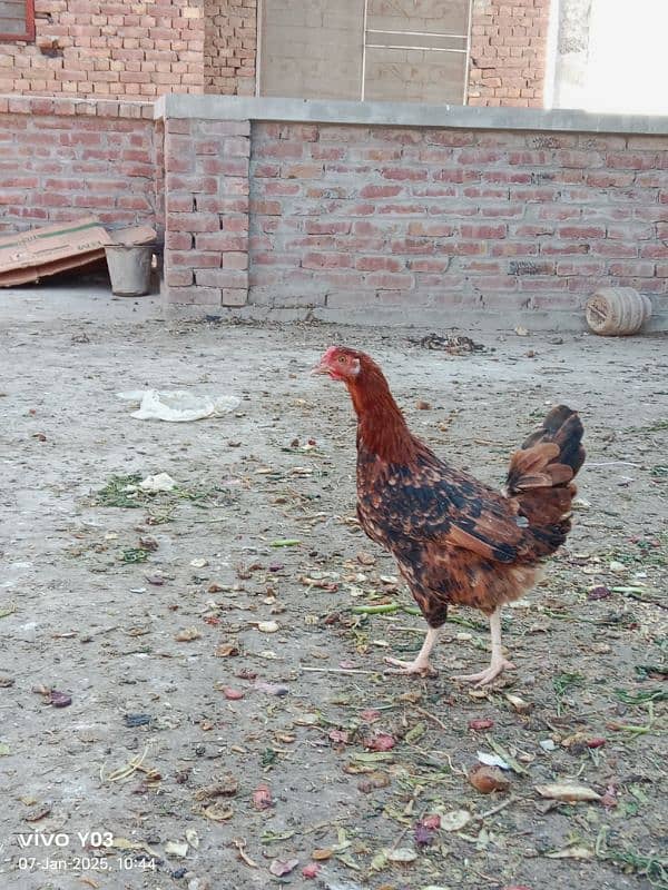 EGG LAYING HEN 7 MONTH AGE HEALTHY HEN AND MALE ALSO AVAILABLE 2