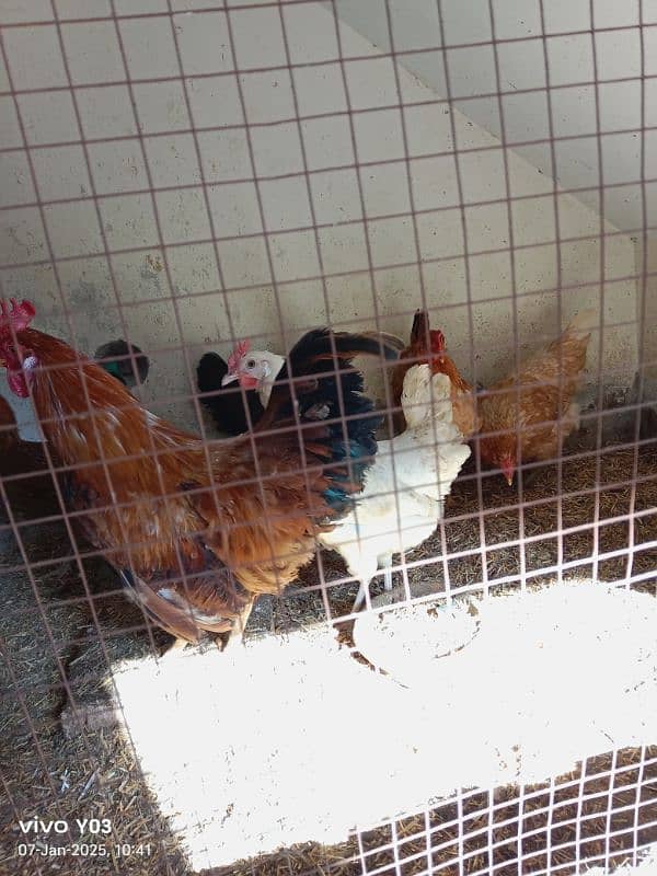 EGG LAYING HEN 7 MONTH AGE HEALTHY HEN AND MALE ALSO AVAILABLE 3