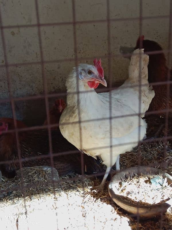 EGG LAYING HEN 7 MONTH AGE HEALTHY HEN AND MALE ALSO AVAILABLE 4