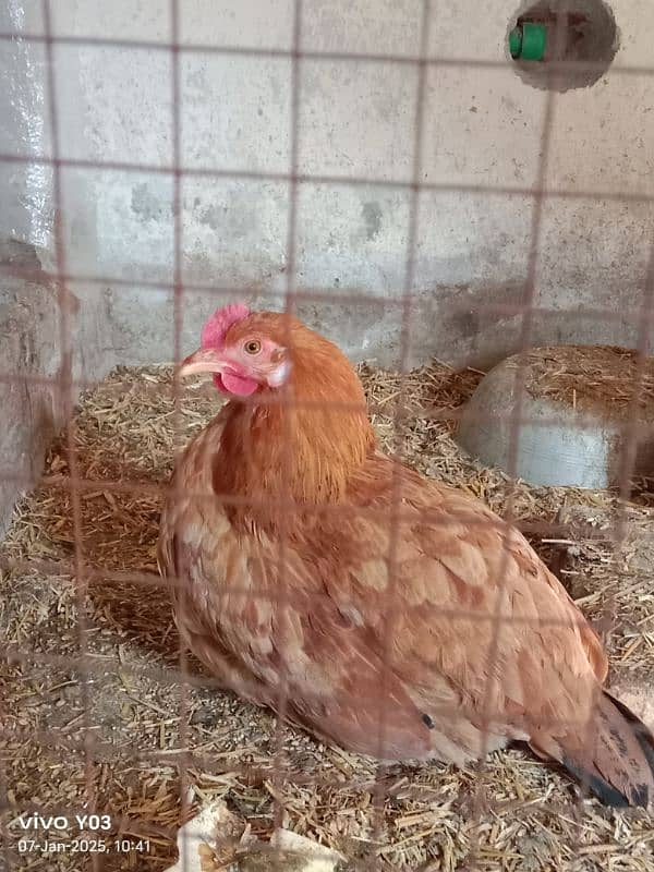 EGG LAYING HEN 7 MONTH AGE HEALTHY HEN AND MALE ALSO AVAILABLE 5