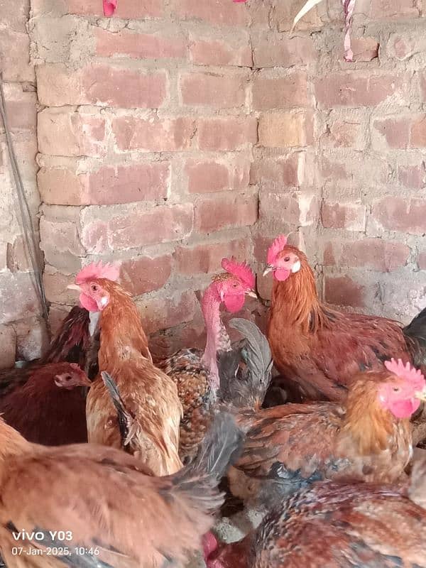 EGG LAYING HEN 7 MONTH AGE HEALTHY HEN AND MALE ALSO AVAILABLE 6