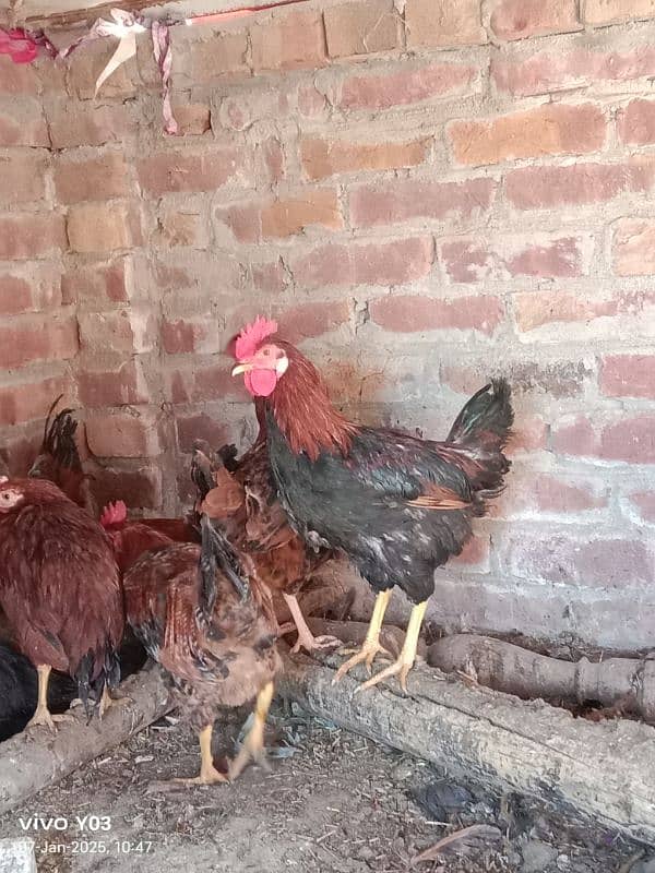 EGG LAYING HEN 7 MONTH AGE HEALTHY HEN AND MALE ALSO AVAILABLE 7