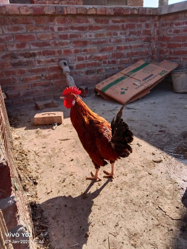 EGG LAYING HEN 7 MONTH AGE HEALTHY HEN AND MALE ALSO AVAILABLE 8