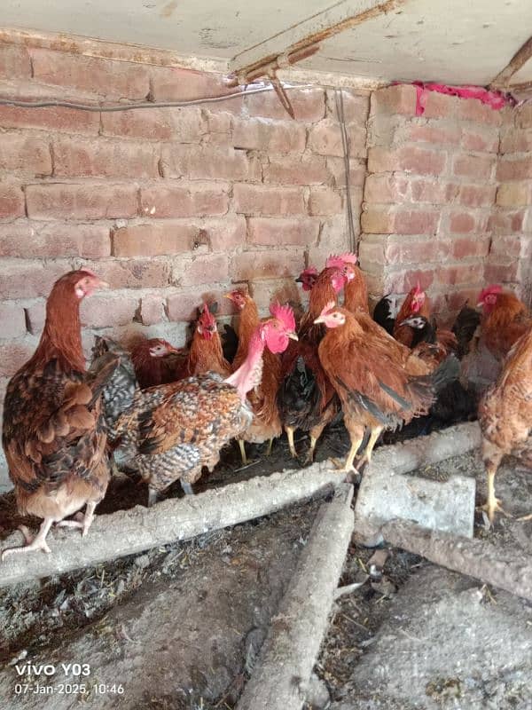 EGG LAYING HEN 7 MONTH AGE HEALTHY HEN AND MALE ALSO AVAILABLE 9