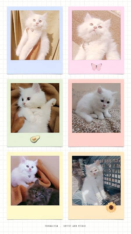 Gift A Persian Female Kitten (Triple Coated) to your Loved Ones 1