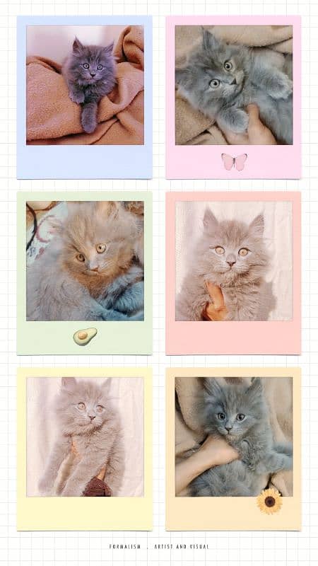 Gift A Persian Female Kitten (Triple Coated) to your Loved Ones 2