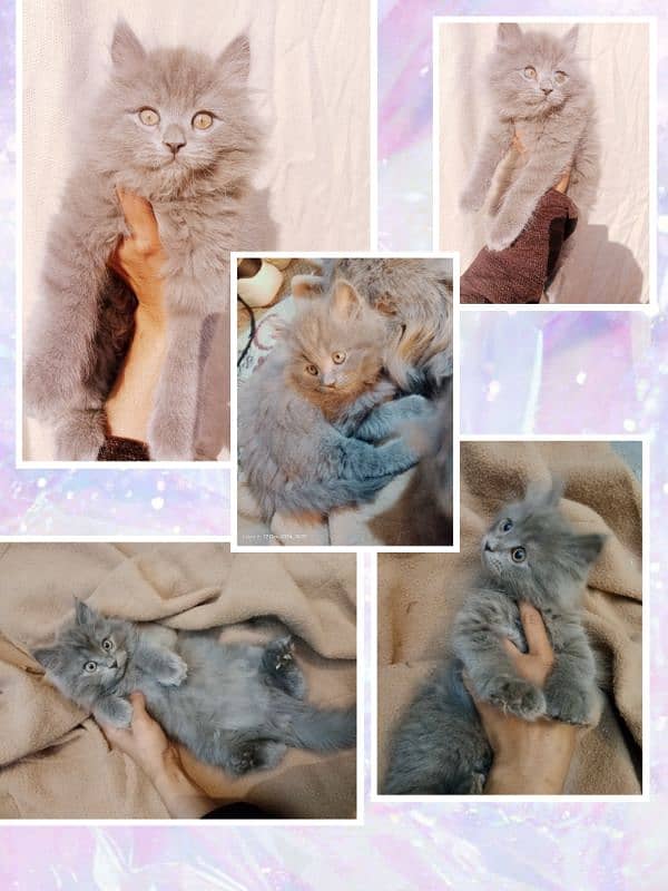 Gift A Persian Female Kitten (Triple Coated) to your Loved Ones 5