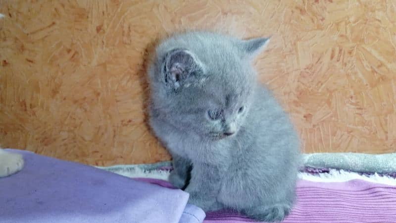 persian Cat /semi punch face/cute kittens /triple Coated /Cat for sale 0