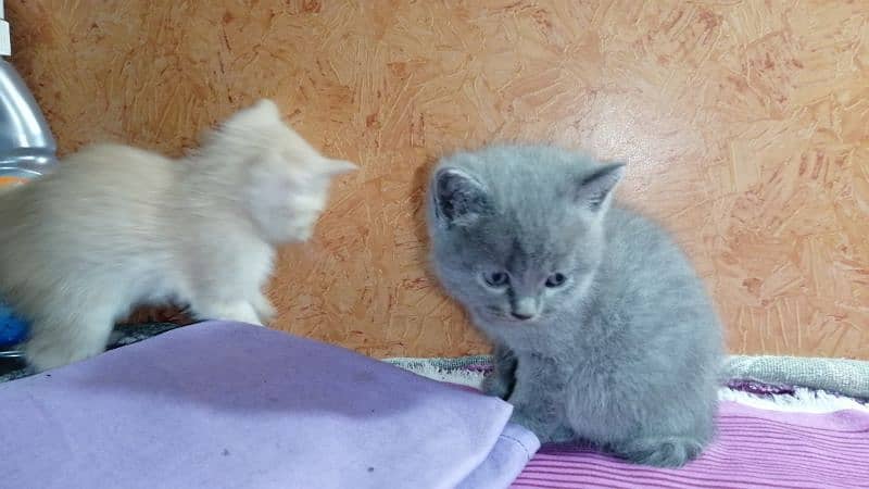 persian Cat /semi punch face/cute kittens /triple Coated /Cat for sale 1