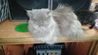 persian Cat /semi punch face/cute kittens /triple Coated /Cat for sale