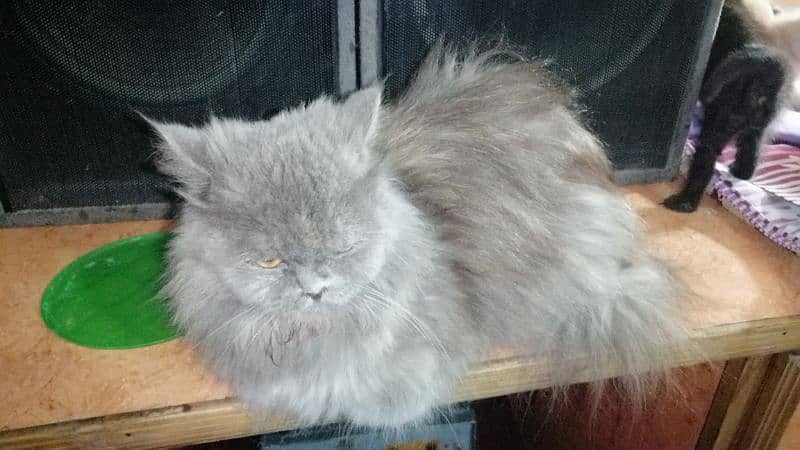 persian Cat /semi punch face/cute kittens /triple Coated /Cat for sale 3