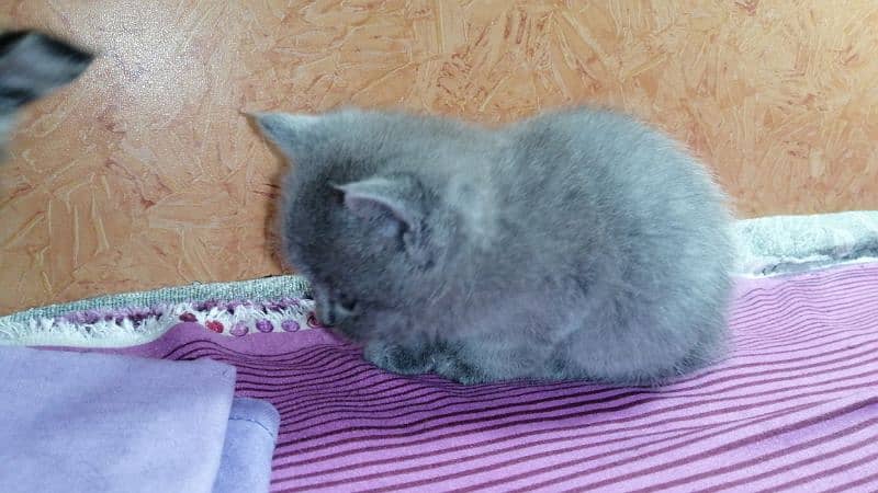 persian Cat /semi punch face/cute kittens /triple Coated /Cat for sale 4