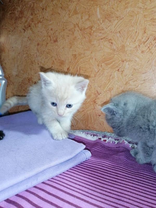 persian Cat /semi punch face/cute kittens /triple Coated /Cat for sale 5