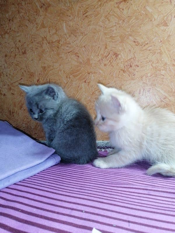 persian Cat /semi punch face/cute kittens /triple Coated /Cat for sale 8