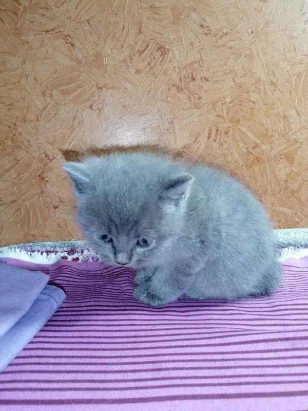 persian Cat /semi punch face/cute kittens /triple Coated /Cat for sale 9