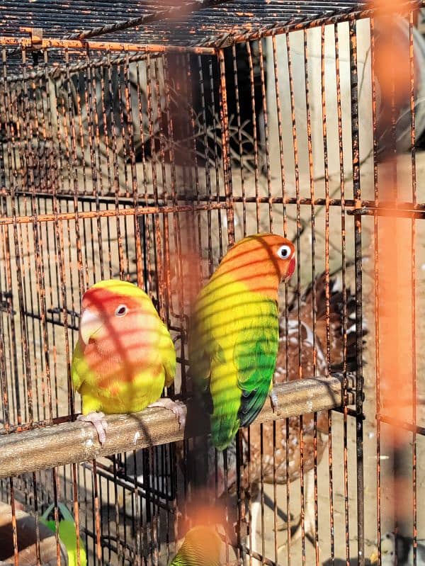 2 love bird +2 cocktail+6 australian for buy contact on whatsapp 1