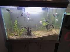 Fish Aquarium live plants in excellent condition