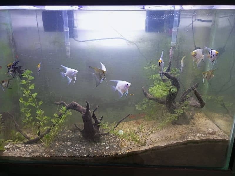 Fish Aquarium live plants in excellent condition 2