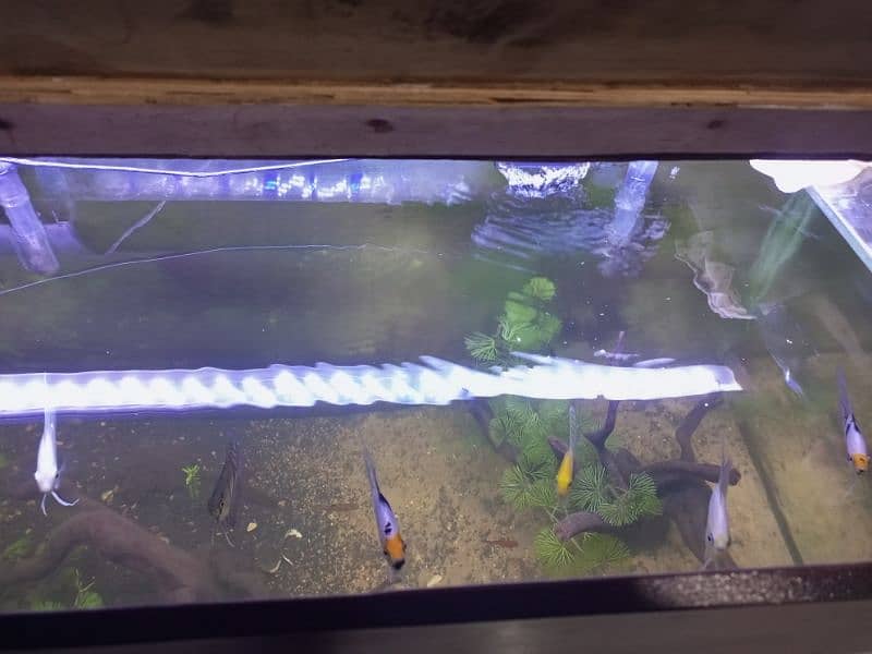 Fish Aquarium live plants in excellent condition 4