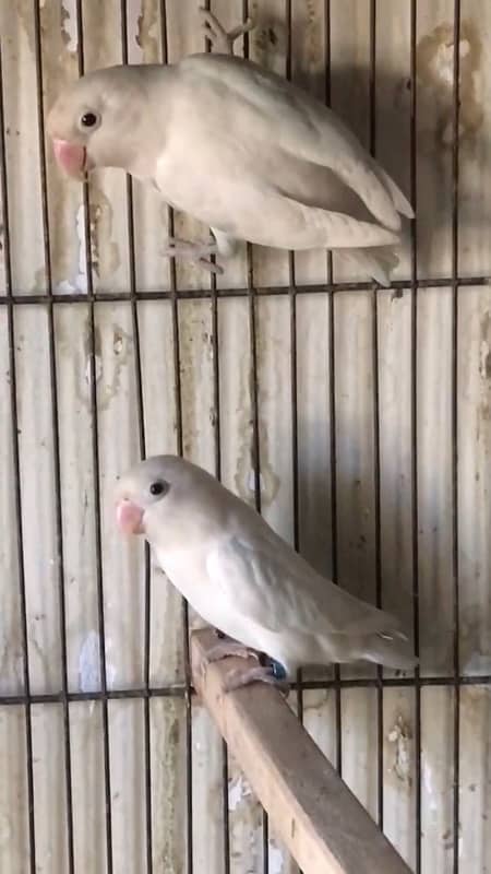 Lovebirds Pairs 0