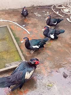 ducks muscovy