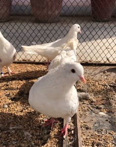 Fancy white pigeons