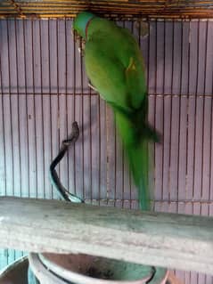 green parrot for sale