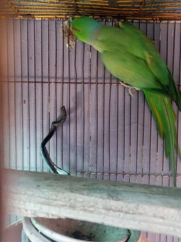 green parrot for sale 1