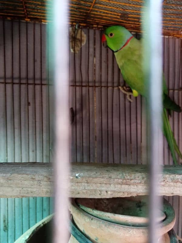 green parrot for sale 2