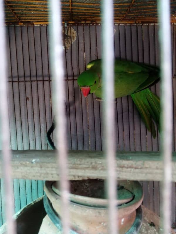 green parrot for sale 3