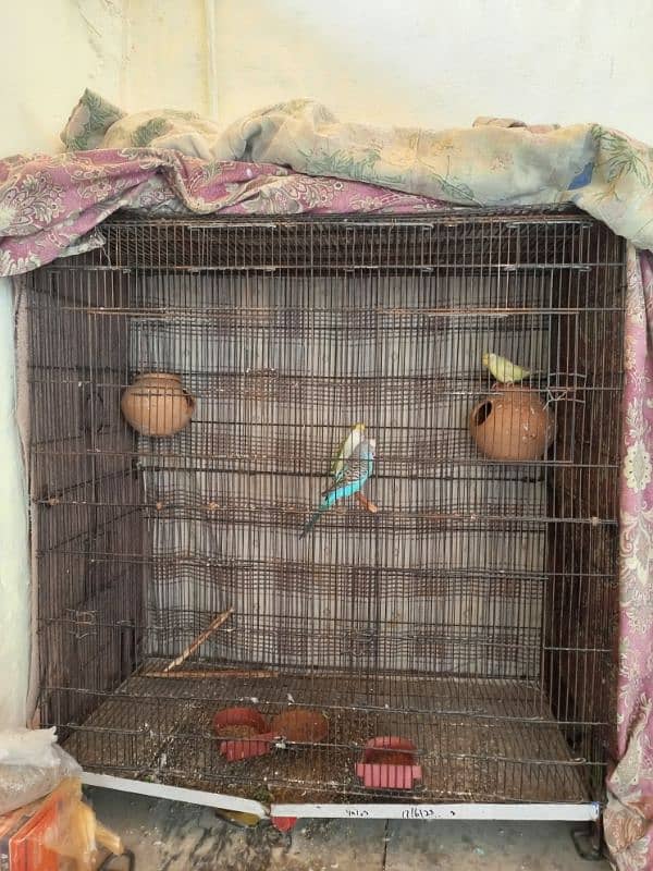 CAGE FOR SALE WITH PARROTS 0