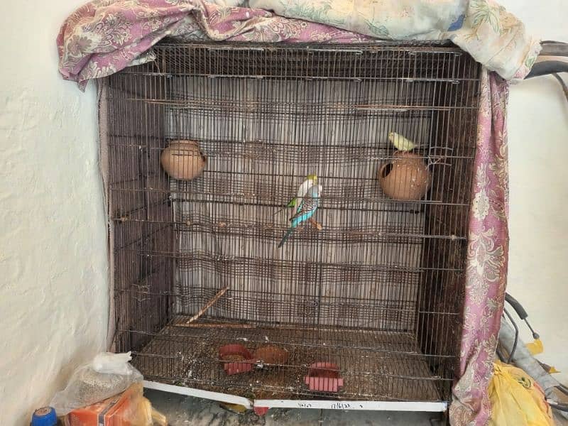 CAGE FOR SALE WITH PARROTS 1